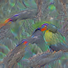 n01843383 toucan